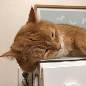 国内精品人妻无码久久久影院蜜桃
